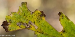 Stigmella oxyacanthella