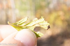 Stigmella oxyacanthella