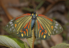 Campylotes histrionicus