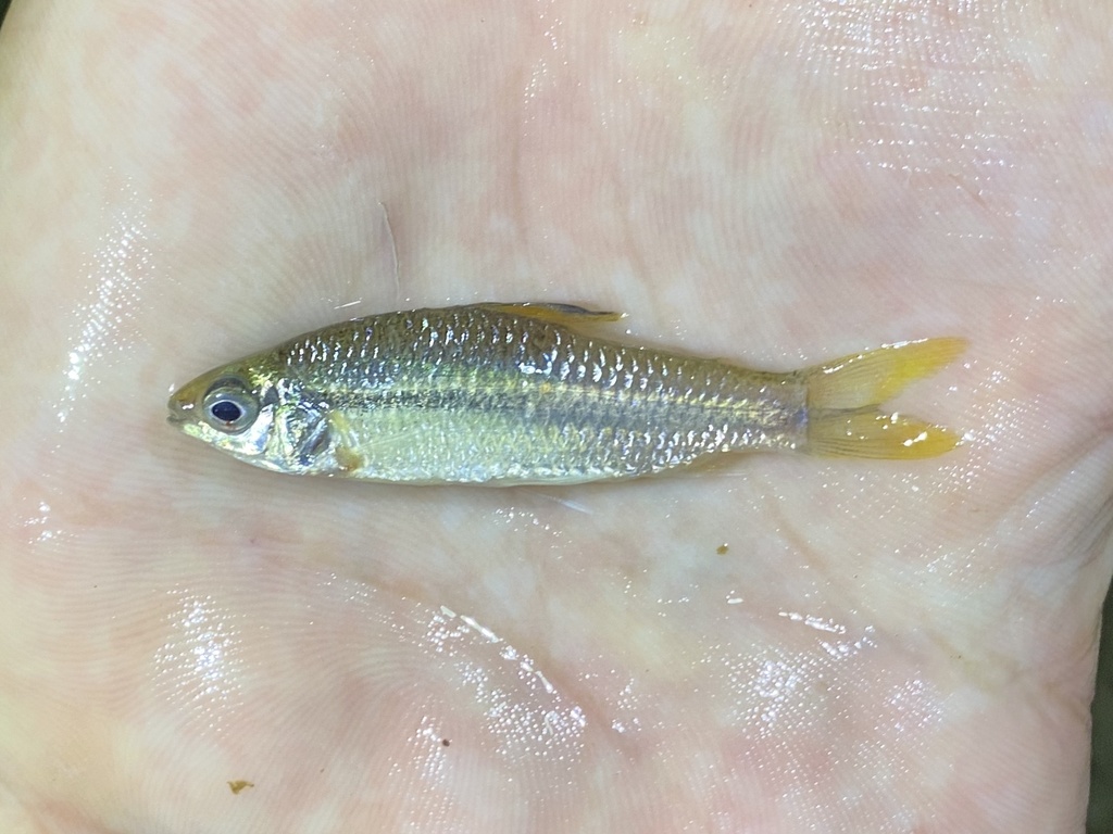 Nannaethiops