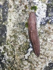 Tandonia rustica