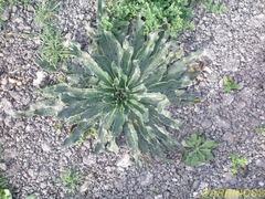 Echium italicum