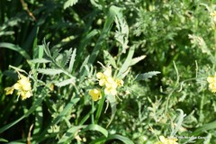 Diplotaxis catholica