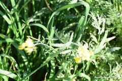 Diplotaxis catholica