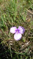 Patersonia occidentalis occidentalis