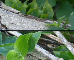 Aspronema dorsivittatum