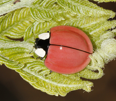 Harmonia eucharis