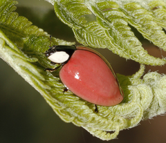 Harmonia eucharis