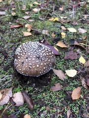 Amanita pantherina