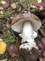 Amanita pantherina