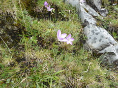 Gentianella ernestii