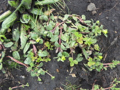 Oenothera multicaulis