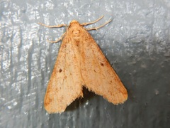 Erannis tiliaria
