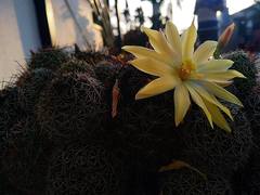 Mammillaria beneckei