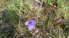 Patersonia occidentalis occidentalis