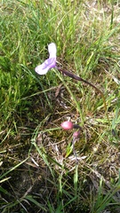 Patersonia occidentalis occidentalis