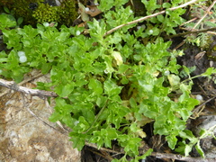 Stellaria weddellii