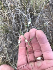 Euphorbia florida