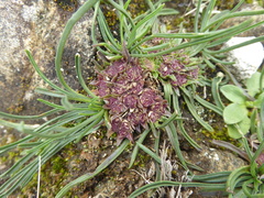 Valeriana belonantha