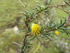 Senecio spinosus