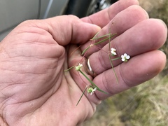 Euphorbia florida