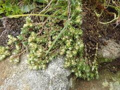 Paronychia andina