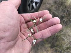 Euphorbia florida