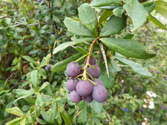 Berberis agapatensis
