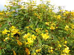 Senna versicolor