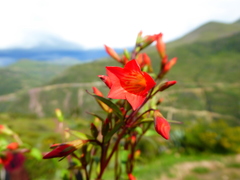 Gentianella scarlatiflora