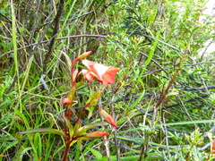 Gentianella scarlatiflora