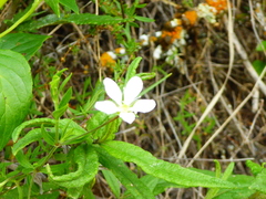 Arenaria soratensis