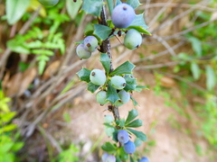 Berberis humbertiana