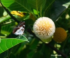Moduza procris milonia