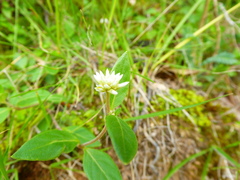 Alternanthera pubiflora