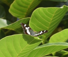 Moduza procris milonia