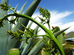 Colletia spinosissima