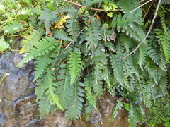 Pleopeltis pycnocarpa