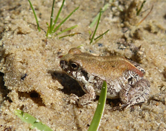 Physalaemus biligonigerus