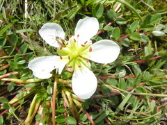 Hypseocharis bilobata