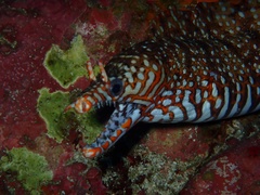 Enchelycore pardalis