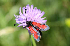 Zygaena punctum