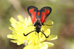 Zygaena punctum