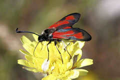 Zygaena punctum