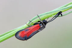 Zygaena punctum