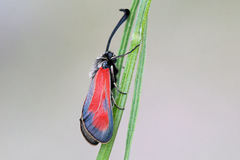 Zygaena punctum