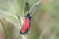 Zygaena punctum