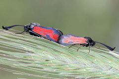 Zygaena punctum