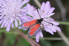 Zygaena punctum