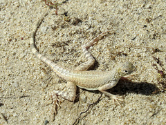 Callisaurus draconoides rhodostictus